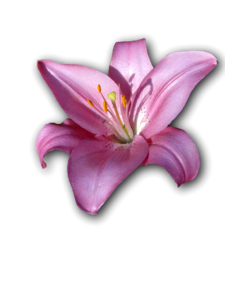 Flower isolated violet