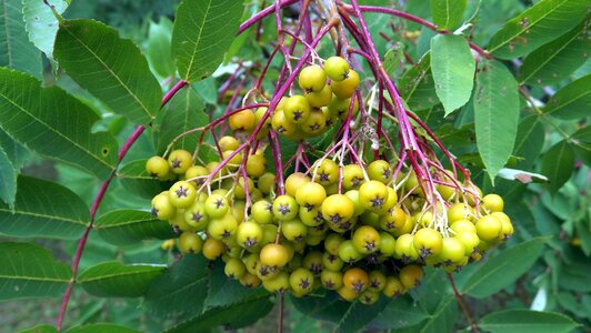 Rowan summer nature