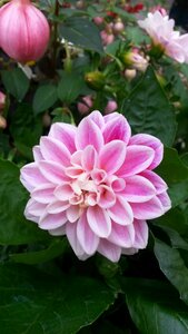 Dahlia bloom