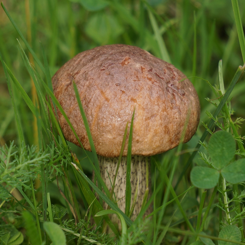 Boletus boletaceae mushroom