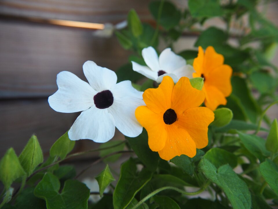 Deco flowers colorful