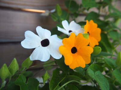 Deco flowers colorful