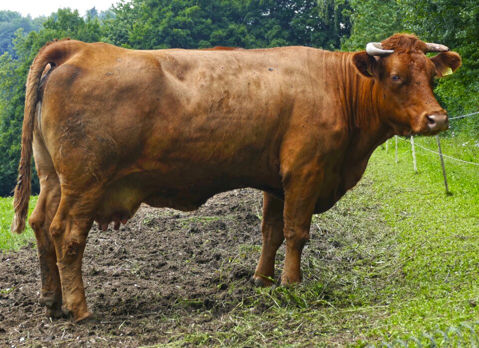 Pasture agriculture dairy farming