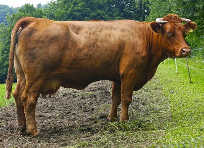 Pasture agriculture dairy farming photo