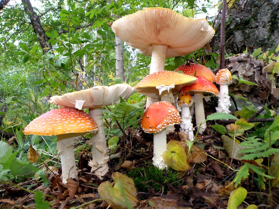 Poisonous mushrooms mycelium birch forest