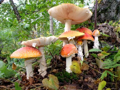 Poisonous mushrooms mycelium birch forest