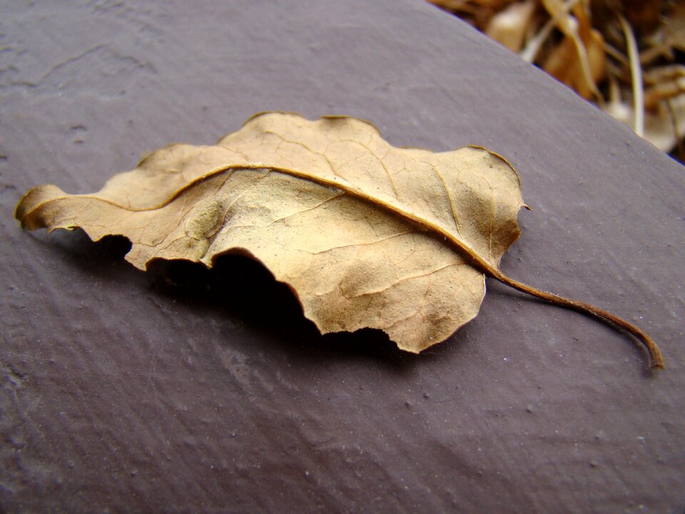 Autumn weather foliage dry leaves