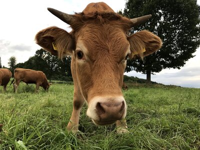 Calf pasture milk cow photo