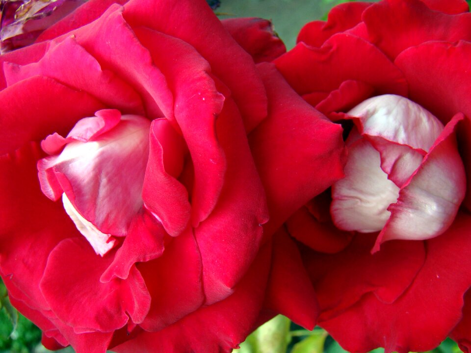 Rose flower red flower rose garden