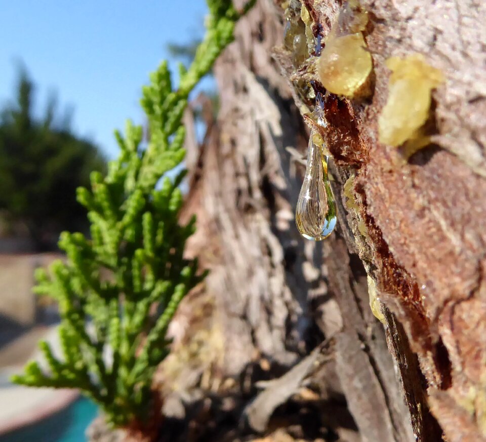 Droplet tree sap tree bark