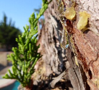 Droplet tree sap tree bark