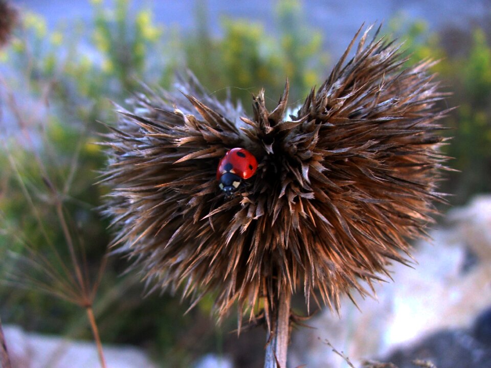 Insect macro beetle
