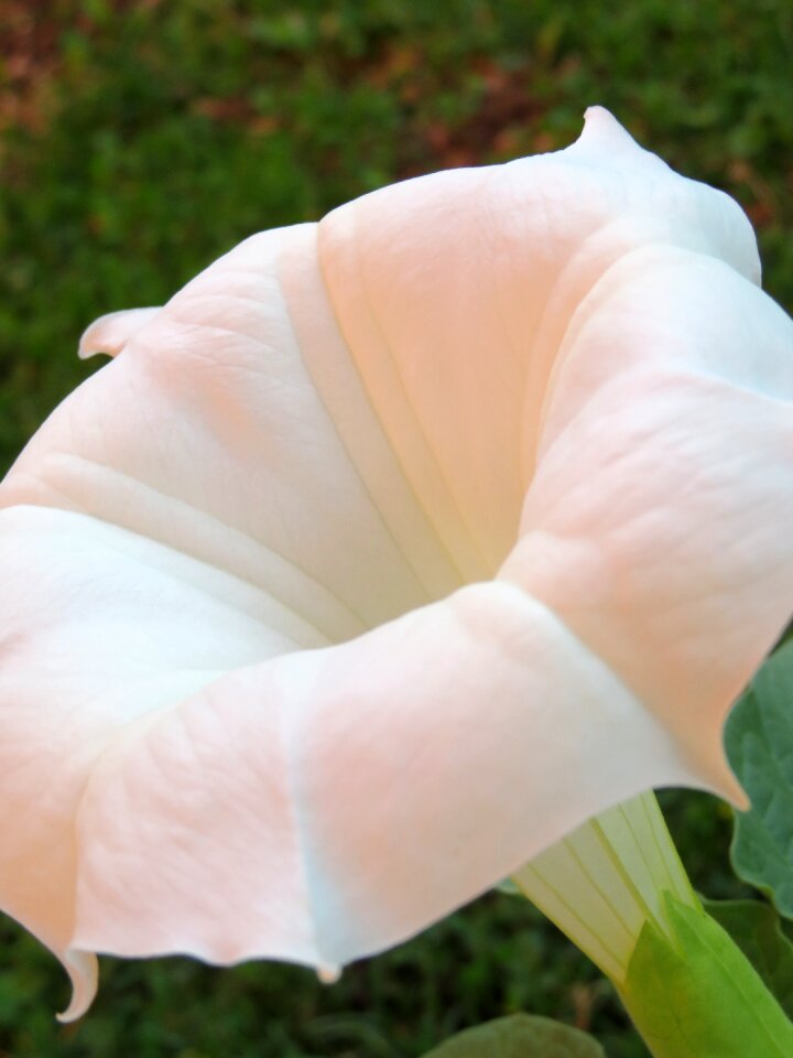 Petal garden jardiniere