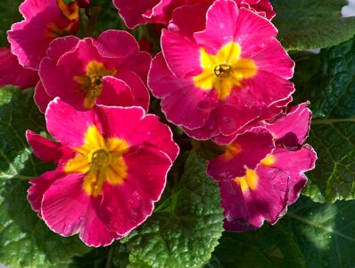 Petals plants flowers