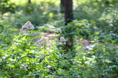 Nature plant green