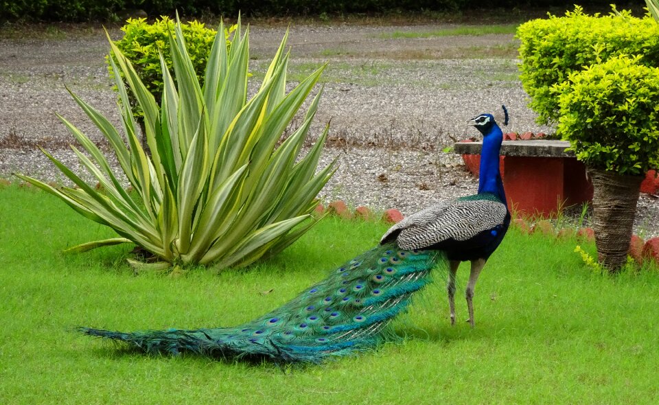 Pheasant phasianinae plumage