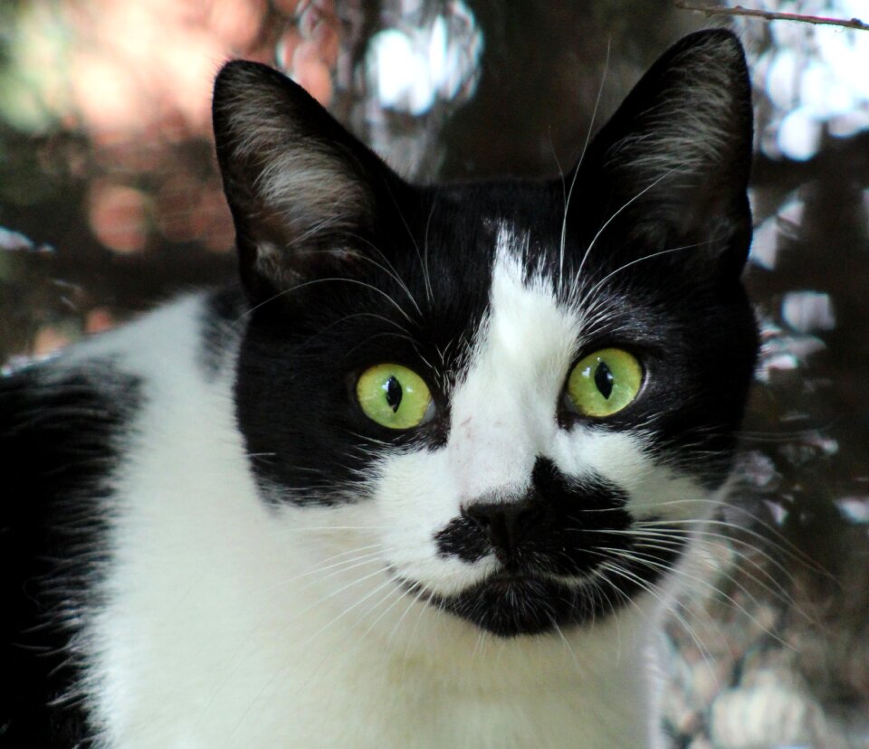 Pet feline