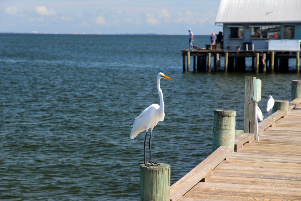 Nature bird wildlife