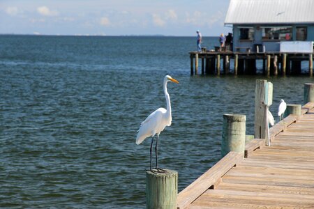 Nature bird wildlife