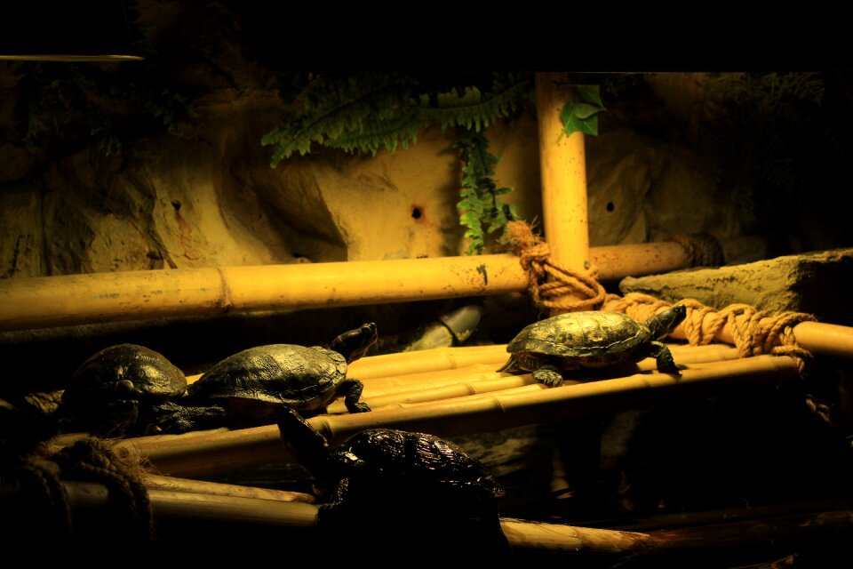 Turtle marine migration