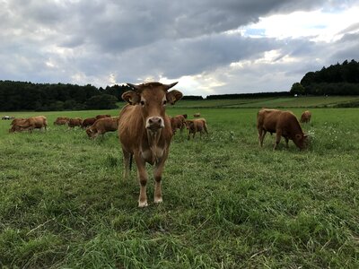 Calf pasture milk cow photo