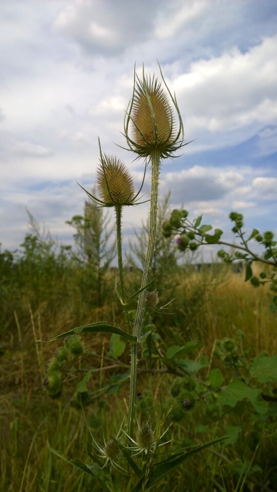 Thistle thorns prickly