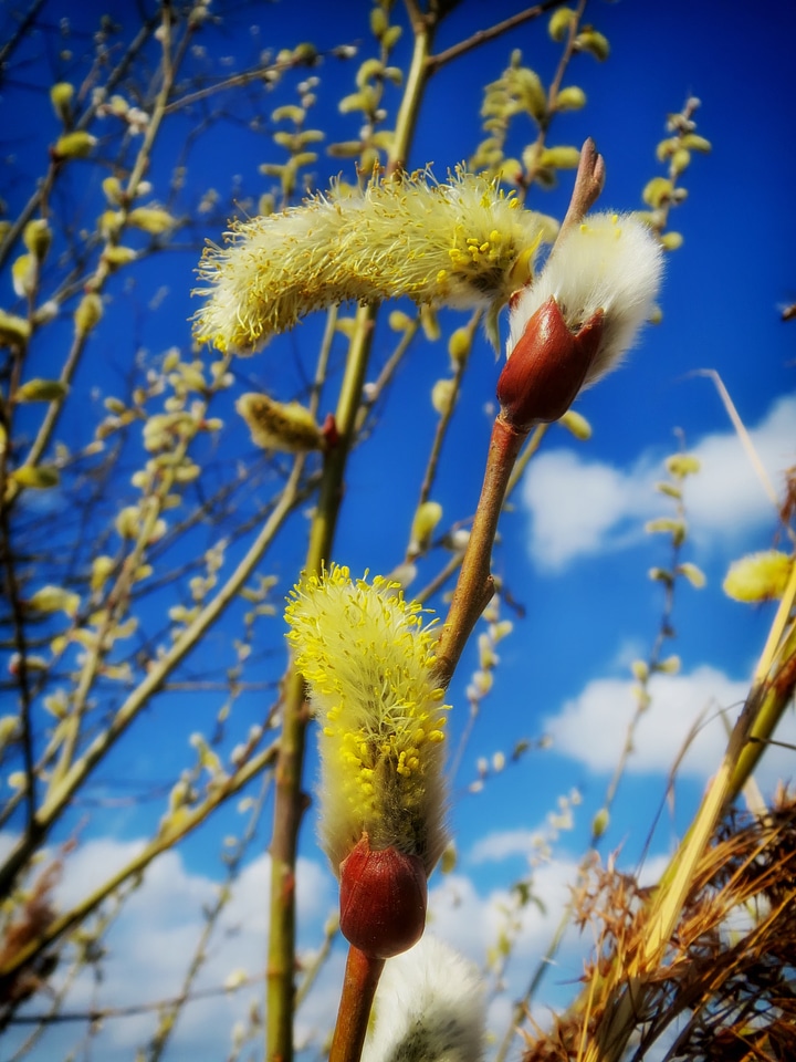 Seed pod sky clouds