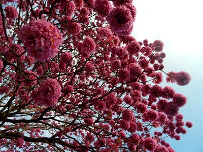 Winter nature flowers
