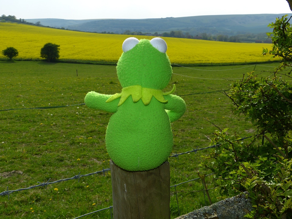 Fence sit kermit frog