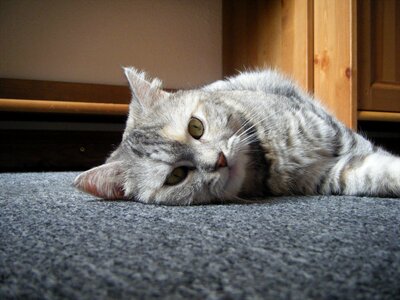 Domestic cat concerns animal