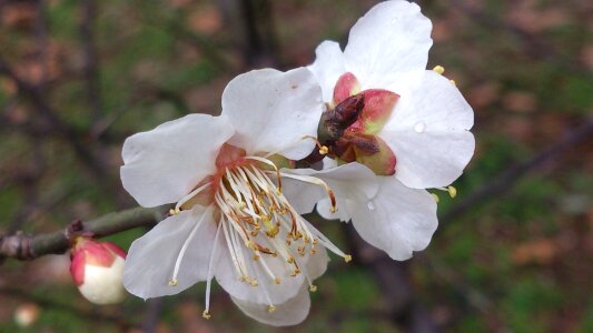 White peach blossom close photo