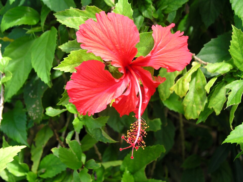 Blooming blossom bright