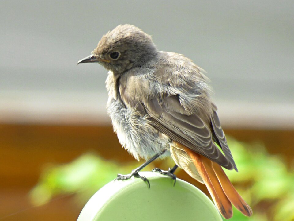 Nature red tailed hatching