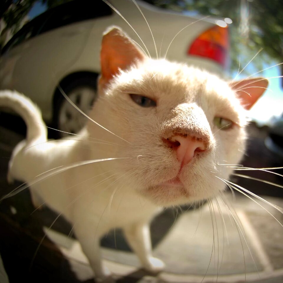 Cat animal expression