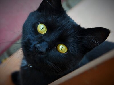 Cat's eyes domestic cat black cat photo