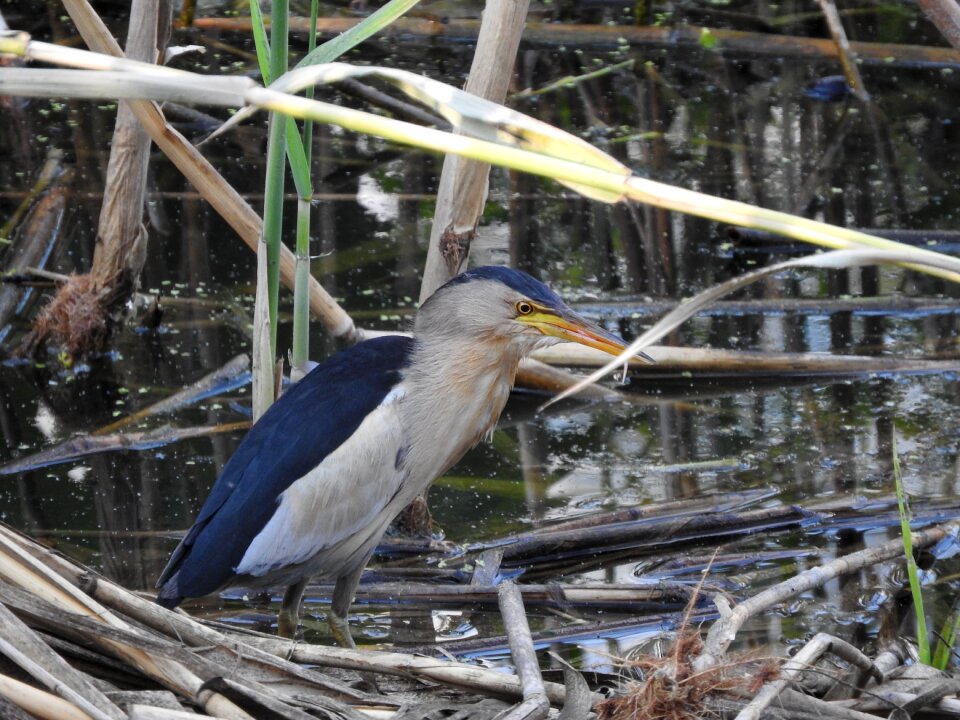 Bird little bittern pond photo