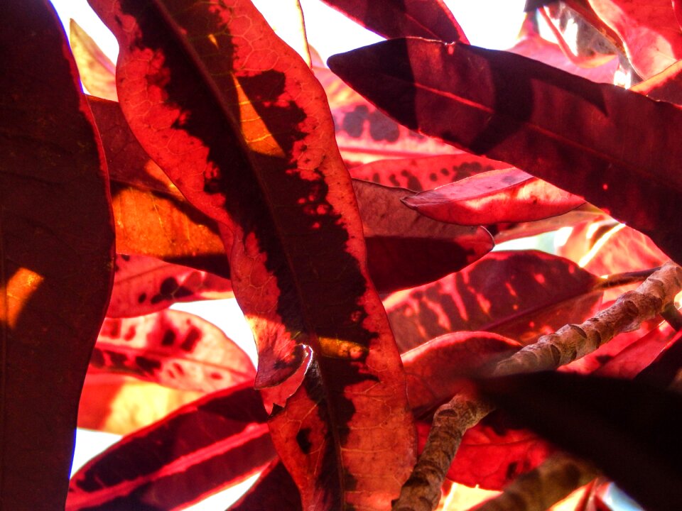 Leaves red foliage