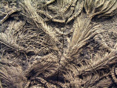 Texture organic