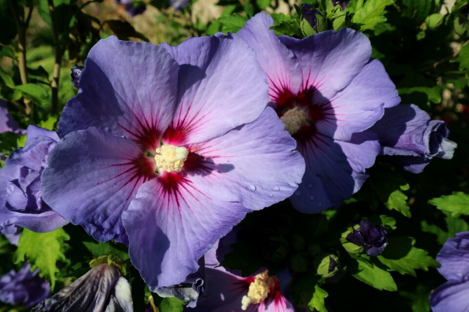 Purple flower blossom bloom