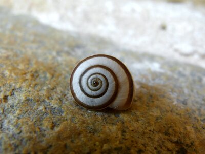 Snail shell spiral photo