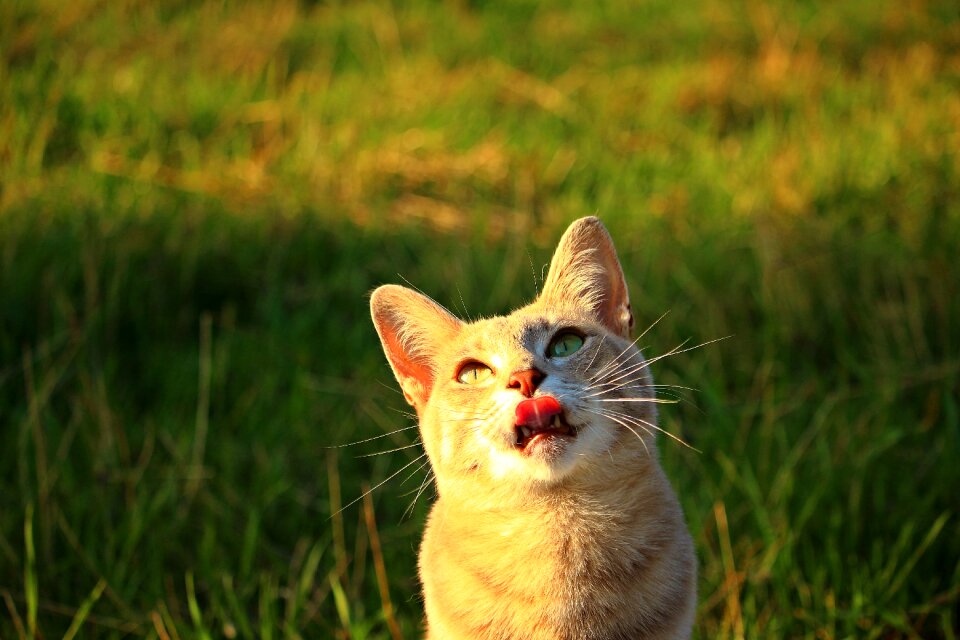 Tongue mieze kitten
