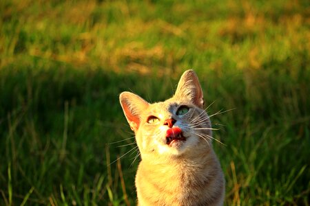 Tongue mieze kitten photo