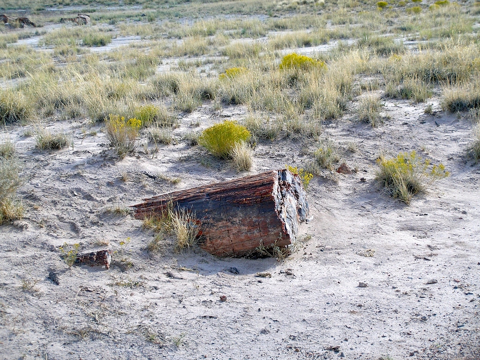 Scrub vegetation sand