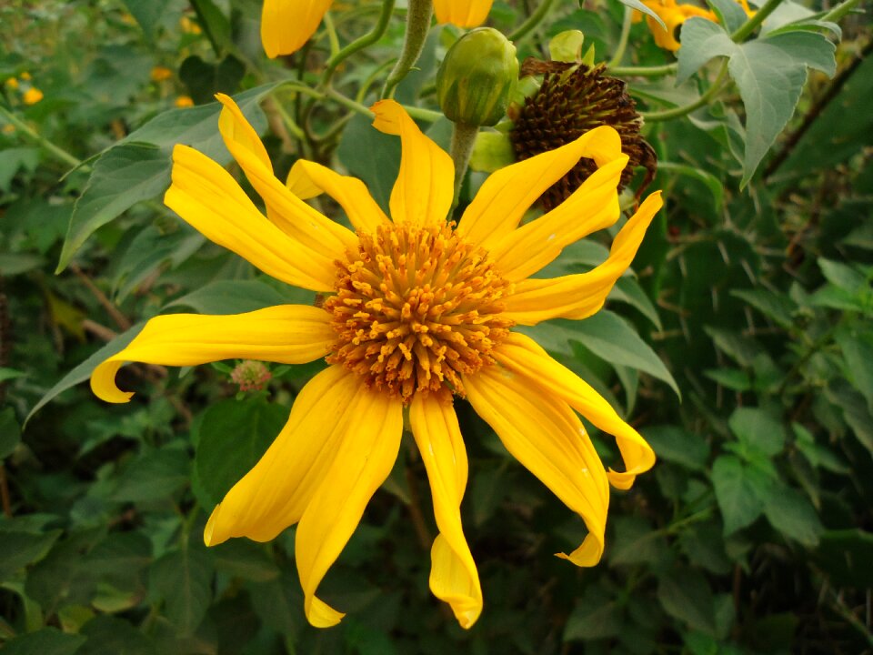 Nature plant flora
