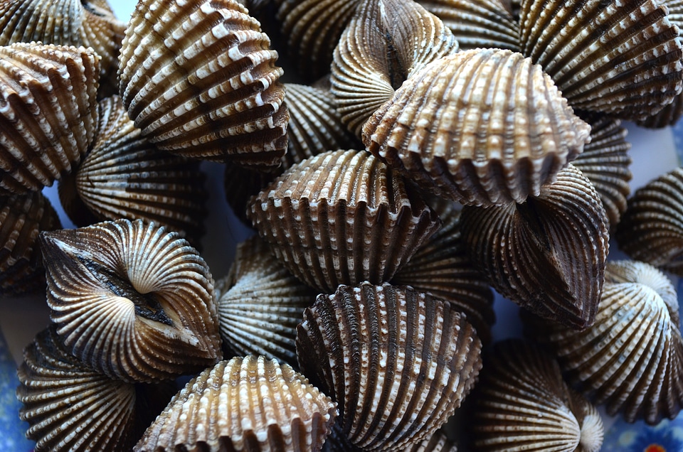 Marine seafood pile