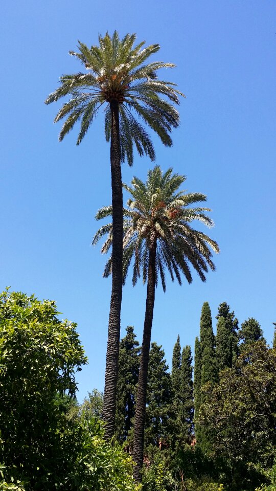 Spain blue sky palm tree