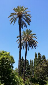 Spain blue sky palm tree