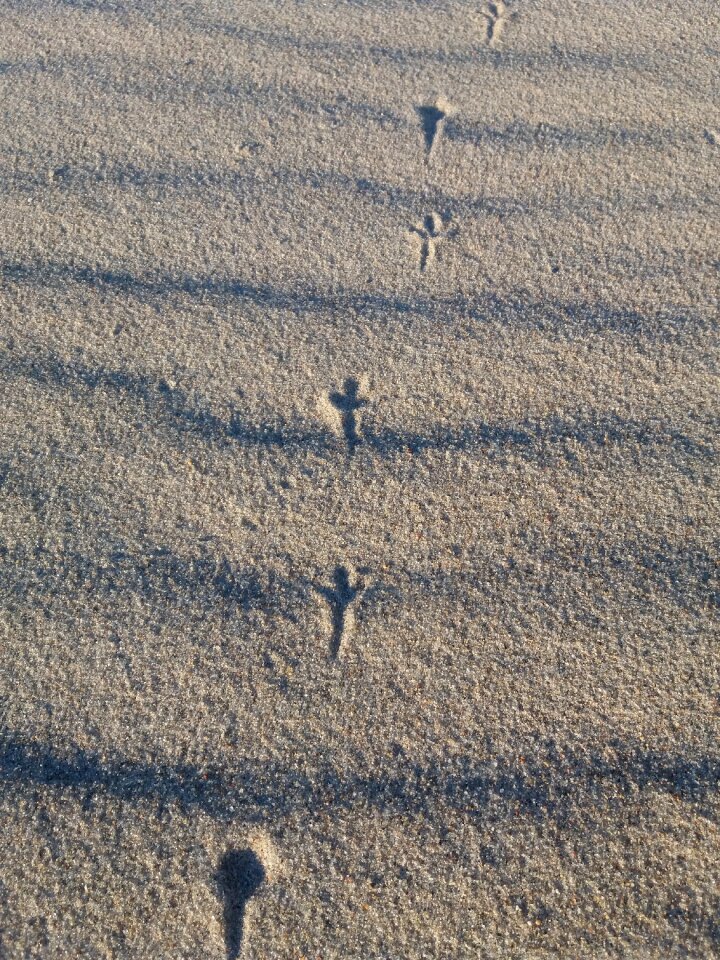 Sand nature bird
