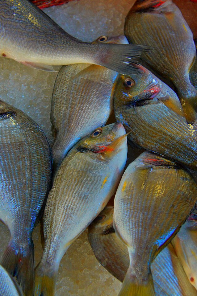 Tenge fruits of sea living