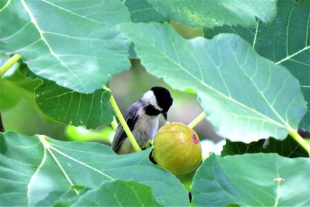 Tree wildlife